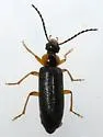 Pedilus labiatus - photo 3