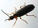 Pedilus labiatus - photo 4