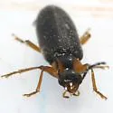Pedilus labiatus - photo 5
