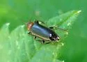 Pedilus lewisii - photo 2