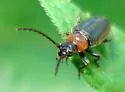 Pedilus lewisii - photo 3