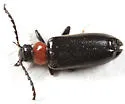 Pedilus lewisii - photo 4