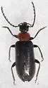 Pedilus lewisii - photo 5
