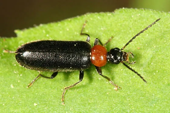 Pedilus lugubris - photo 3