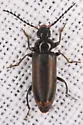 Pedilus monticolus