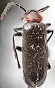 Pedilus oregonus - Pedilus oregonus