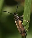 Pedilus punctulatus - photo 3