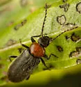 Pedilus punctulatus - photo 4