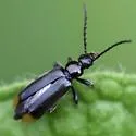 Pedilus punctulatus - photo 5