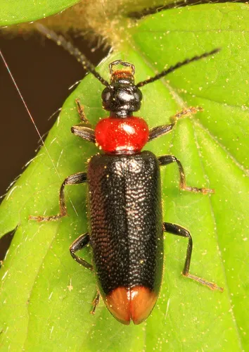 Pedilus terminalis - photo 3