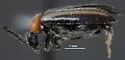 Pedilus vittatus - photo 4