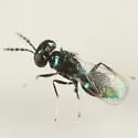 Pediobius albipes