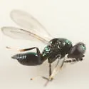 Pediobius albipes - photo 2