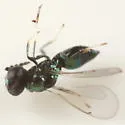 Pediobius albipes - photo 3