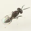 Pediobius albipes - photo 4