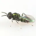 Pediobius albipes - photo 5