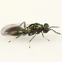 Pediobius alcaeus