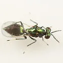 Pediobius alcaeus - photo 2