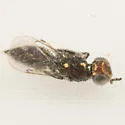 Pediobius aphidiphagus - photo 2