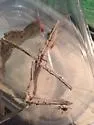 Haldeman's Shieldback - photo 5