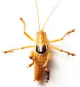 Pediodectes monahansensis - photo 4