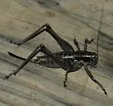Black-margined Shieldback