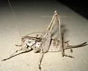 Black-margined Shieldback - photo 3