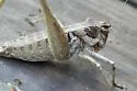Black-margined Shieldback - photo 5