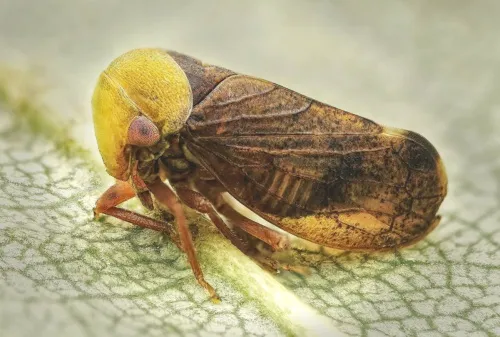 Pediopsis tiliae