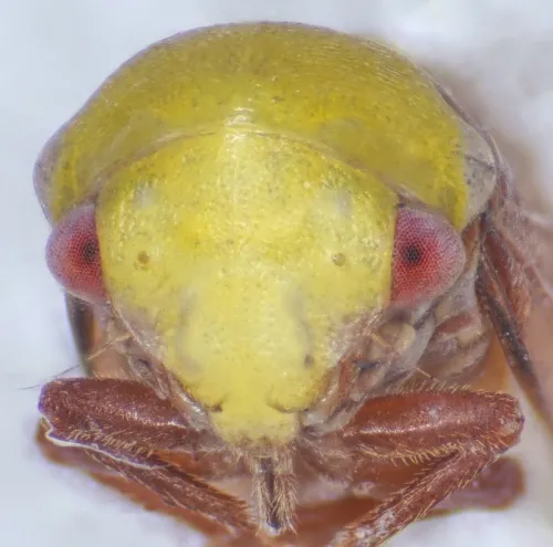 Pediopsis tiliae - photo 2