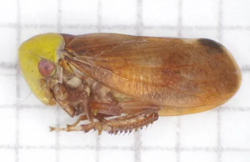 Pediopsis tiliae - photo 3