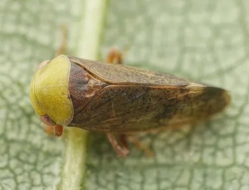 Pediopsis tiliae - photo 4