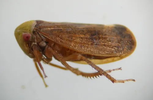 Pediopsis tiliae - photo 5