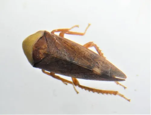 Pediopsis tiliae - photo 6