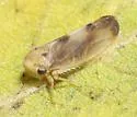 Pediopsoides davisi