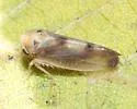Pediopsoides davisi - photo 2