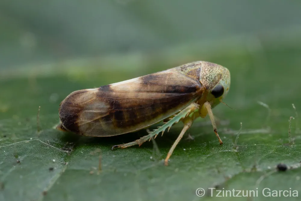 Pediopsoides distinctus - photo 2