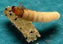 Pedomoecus sierra