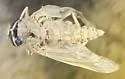 Pegasomyia abaurea - Pegasomyia abaurea