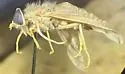 Pegasomyia abaurea - photo 2
