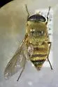 Pegasomyia ruficornis