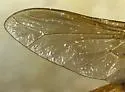 Pegasomyia ruficornis - photo 2
