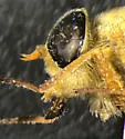 Pegasomyia ruficornis - photo 3