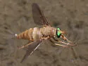 Pegasomyia ruficornis - photo 4