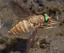 Pegasomyia ruficornis - photo 5