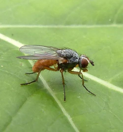 Pegomya bicolor