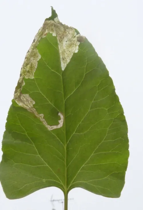 Pegomya bicolor - photo 2
