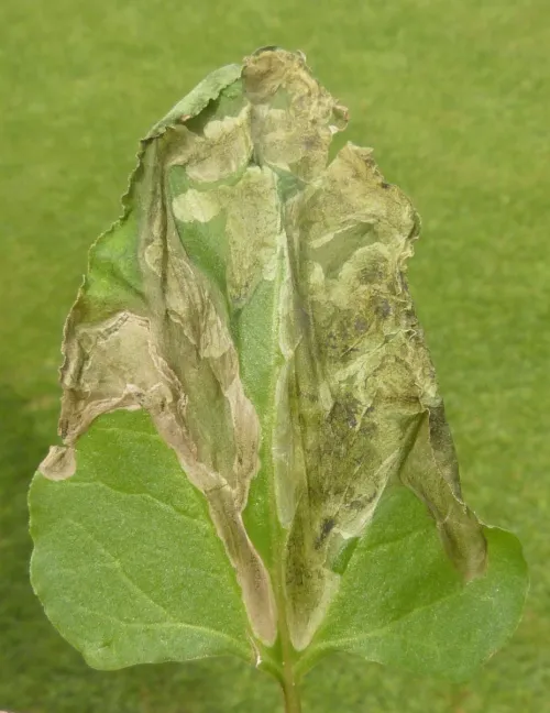 Pegomya bicolor - photo 3