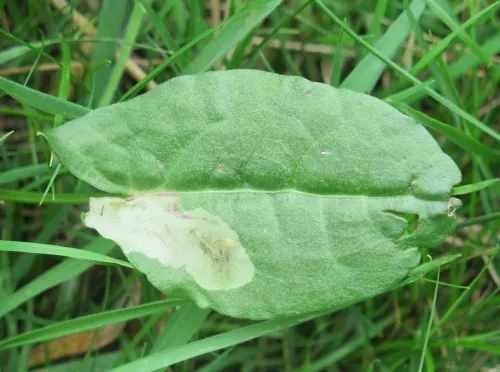 Pegomya bicolor - photo 4