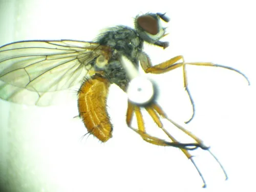 Pegomya bicolor - photo 5
